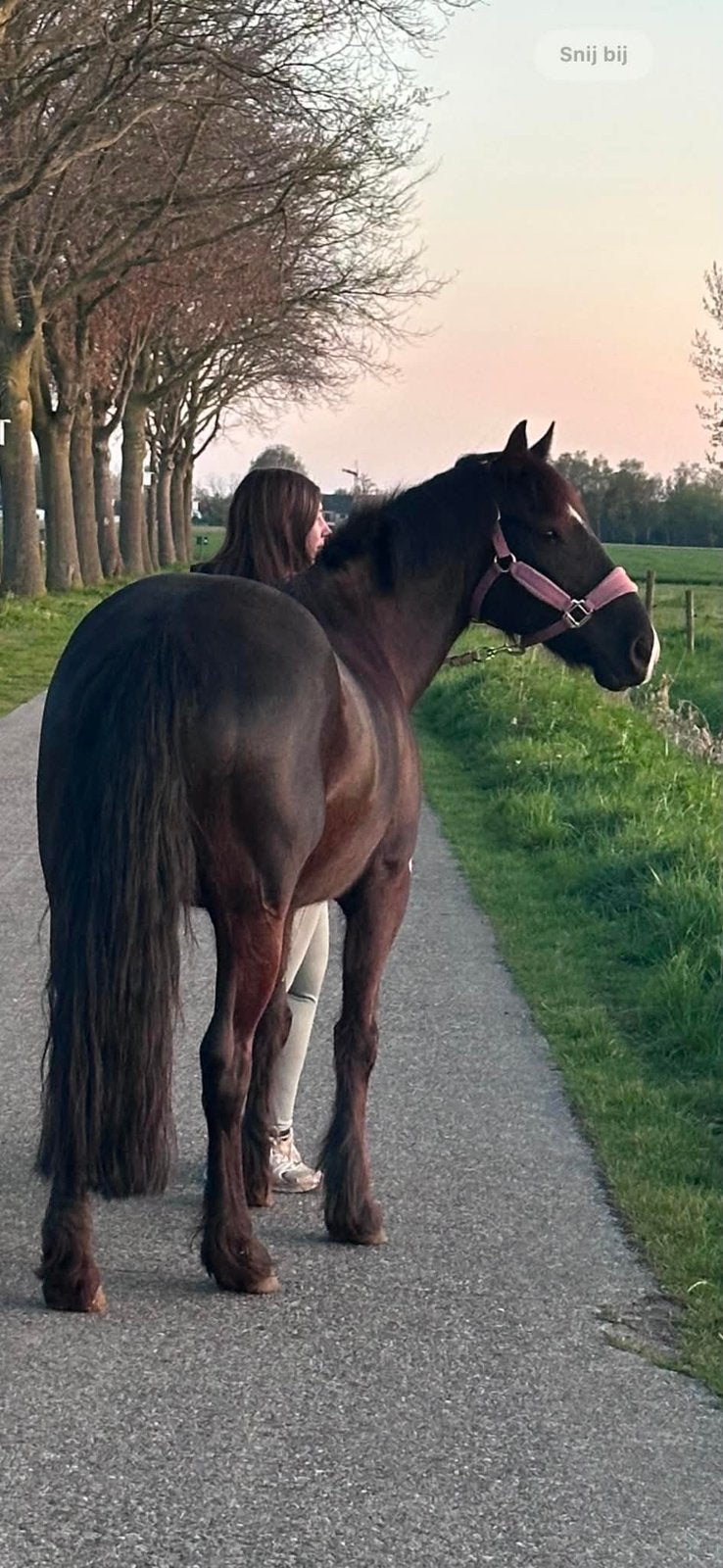 Pony te koop, Dieren en Toebehoren, Paarden, Merrie, Minder dan 160 cm, 11 jaar of ouder