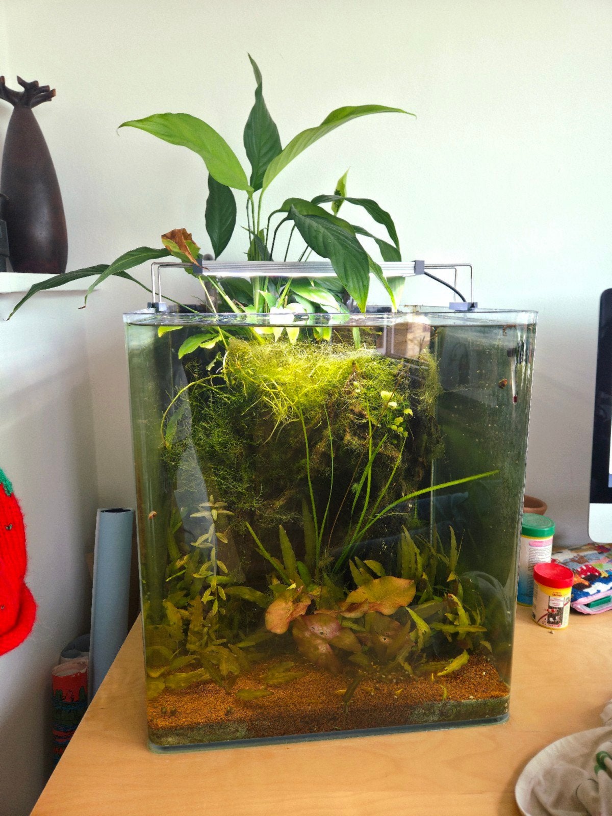 Aquarium 60l VOLLEDIG, Dieren en Toebehoren, Ophalen, Inclusief vissen, Dennerle, Gevuld zoetwateraquarium