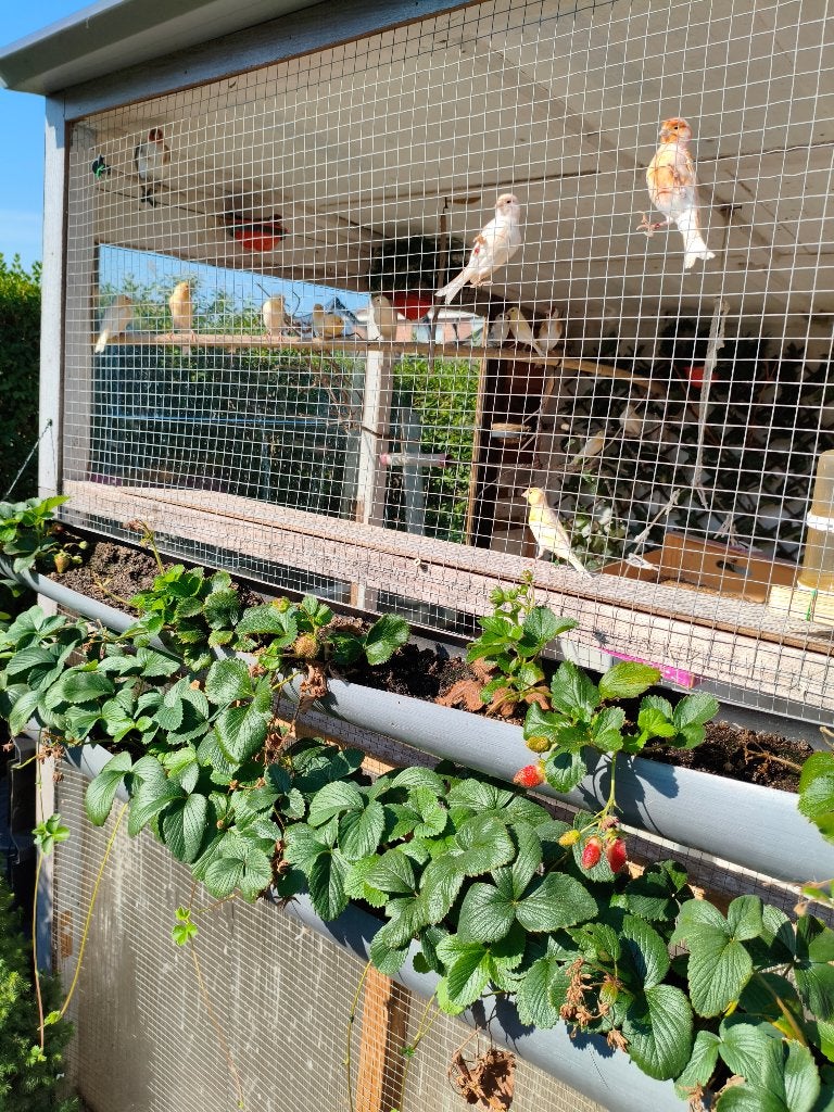 Mozaïek kanaries, Dieren en Toebehoren, Vogels | Kanaries