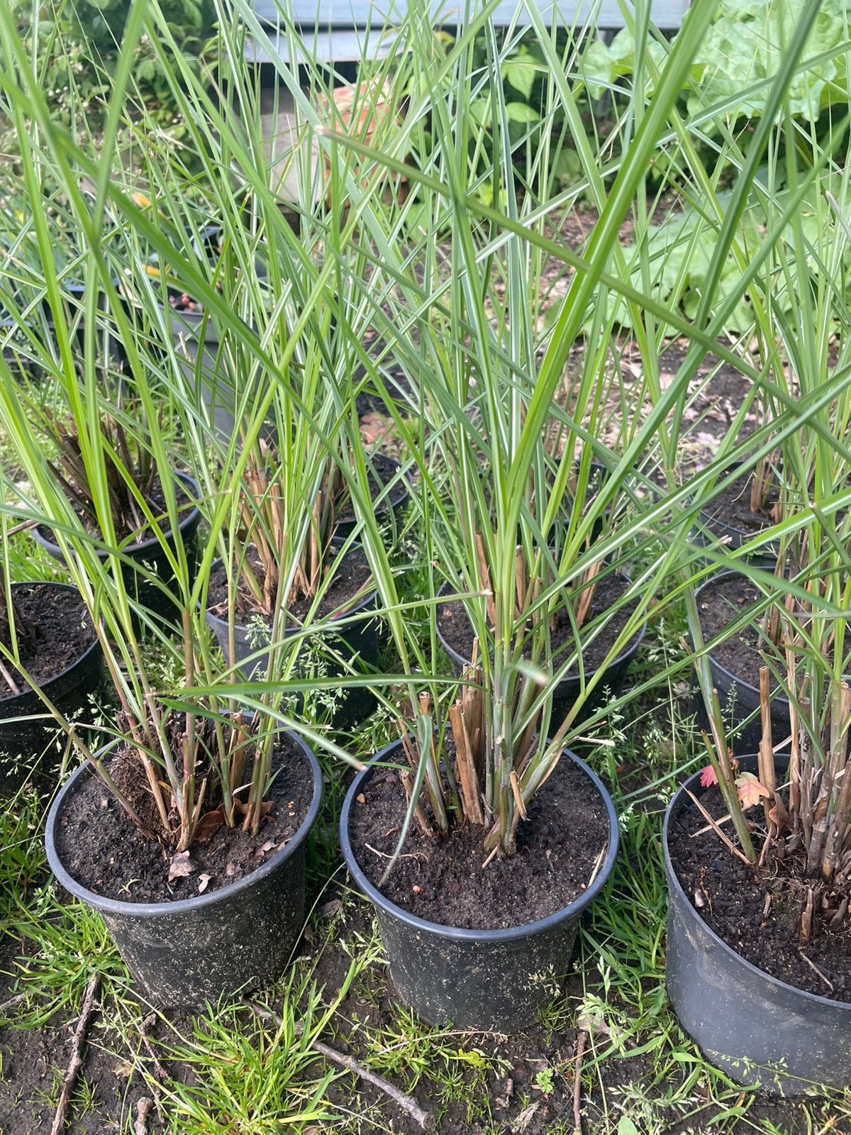 Miscanthus sinenis, Jardin & Terrasse, Enlèvement