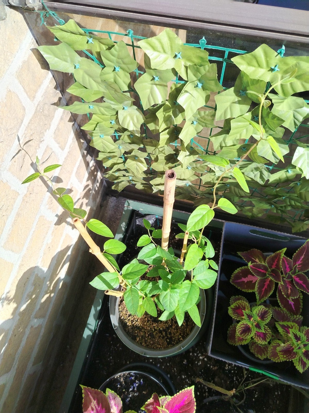 Jeune jasmin avec pot et secoupe., Enlèvement ou Envoi, Été, Plein soleil
