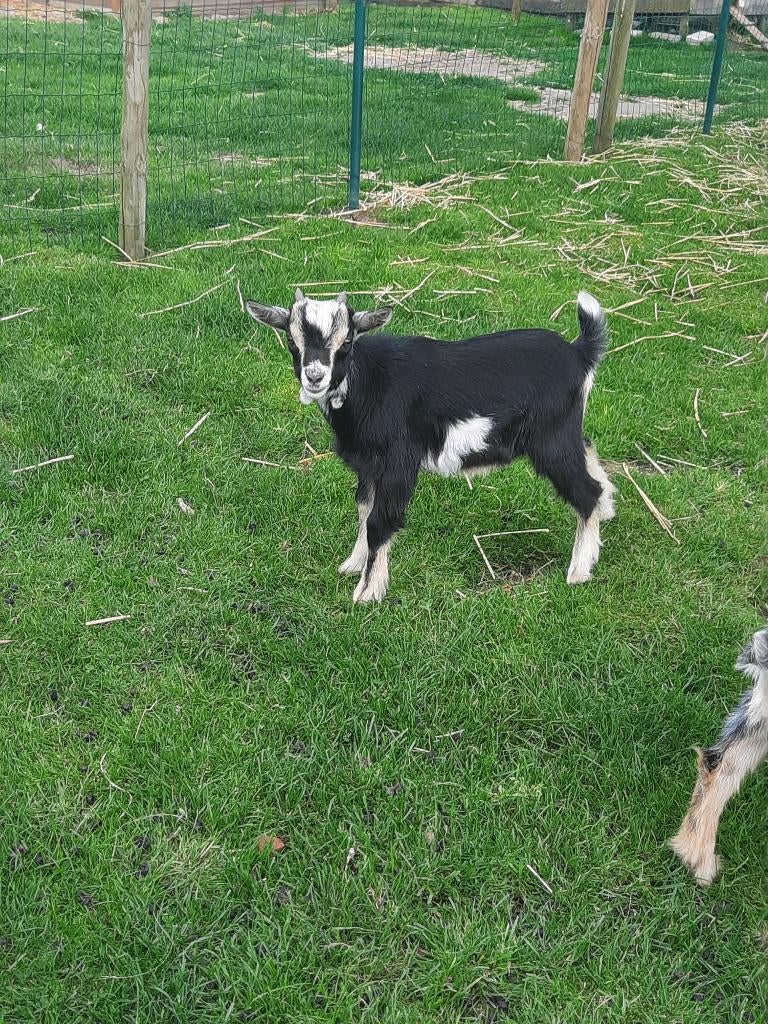 Dwergeien bokje, Mâle, Chèvre, 0 à 2 ans