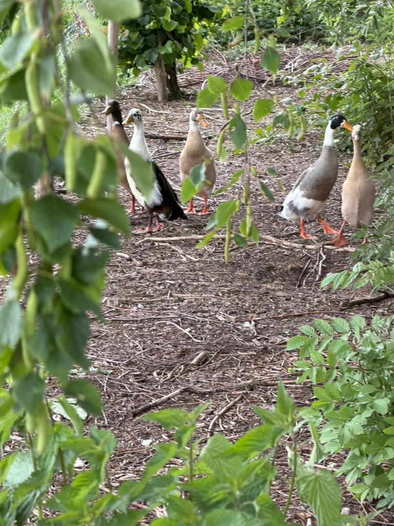 Indische loopeenden mannen, Dieren en Toebehoren, Pluimvee