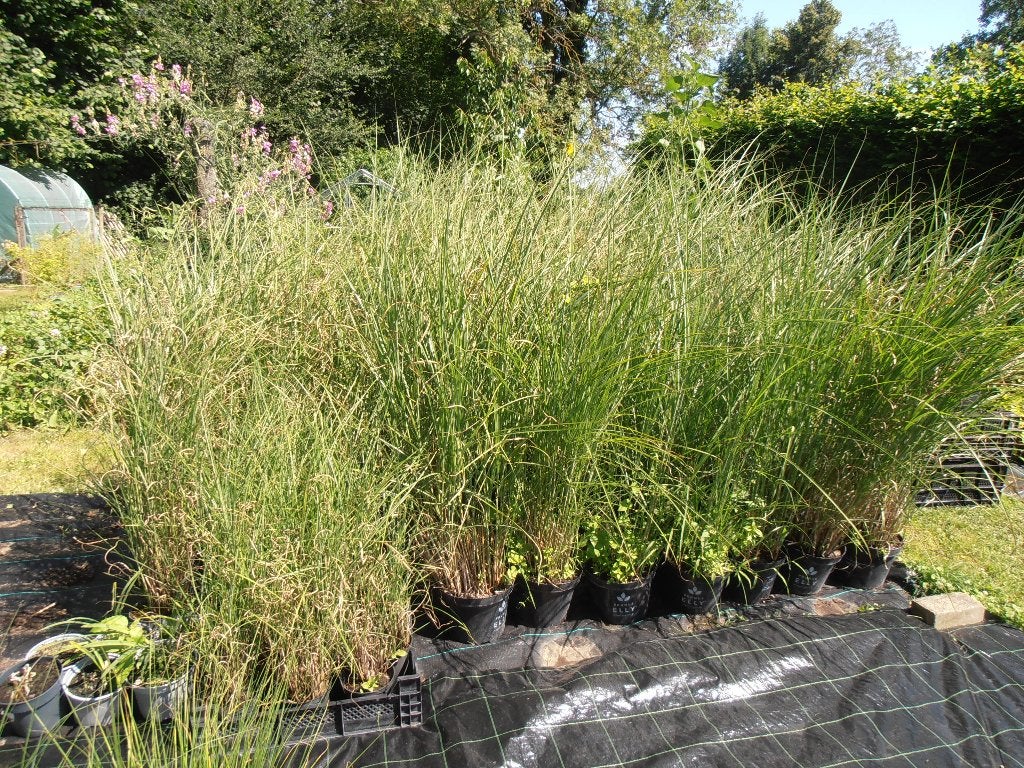 Miscanthus sinensis 'Ferner Osten', Jardin & Terrasse, Automne, Plein soleil, Enlèvement, Graminées ornementales