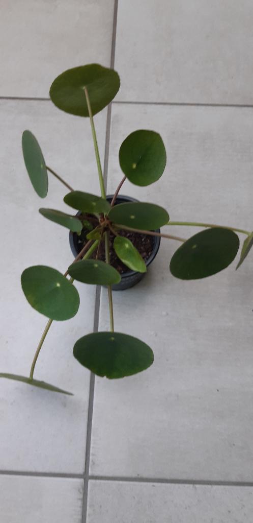 Pannenkoeken planten, Huis en Inrichting, Kamerplanten, Ophalen, Overige soorten, Halfschaduw, Minder dan 100 cm