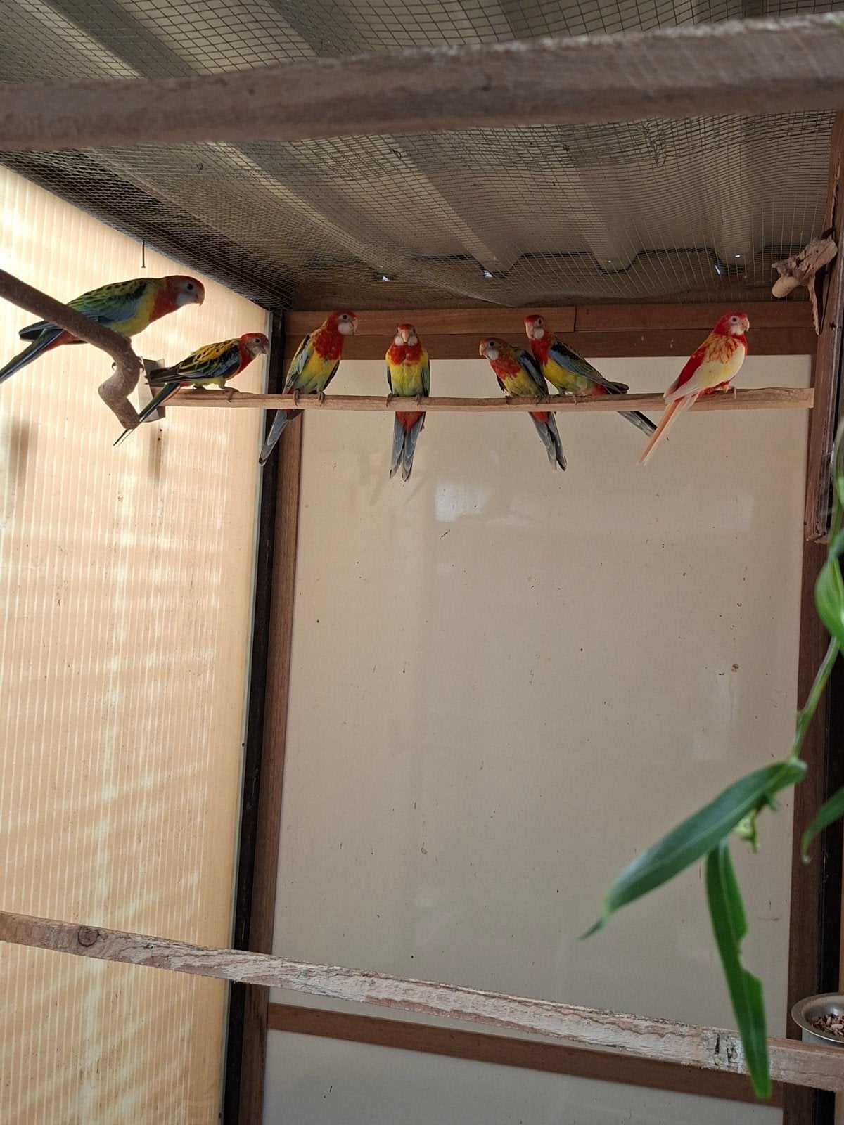 rosellas, Dieren en Toebehoren, Geringd