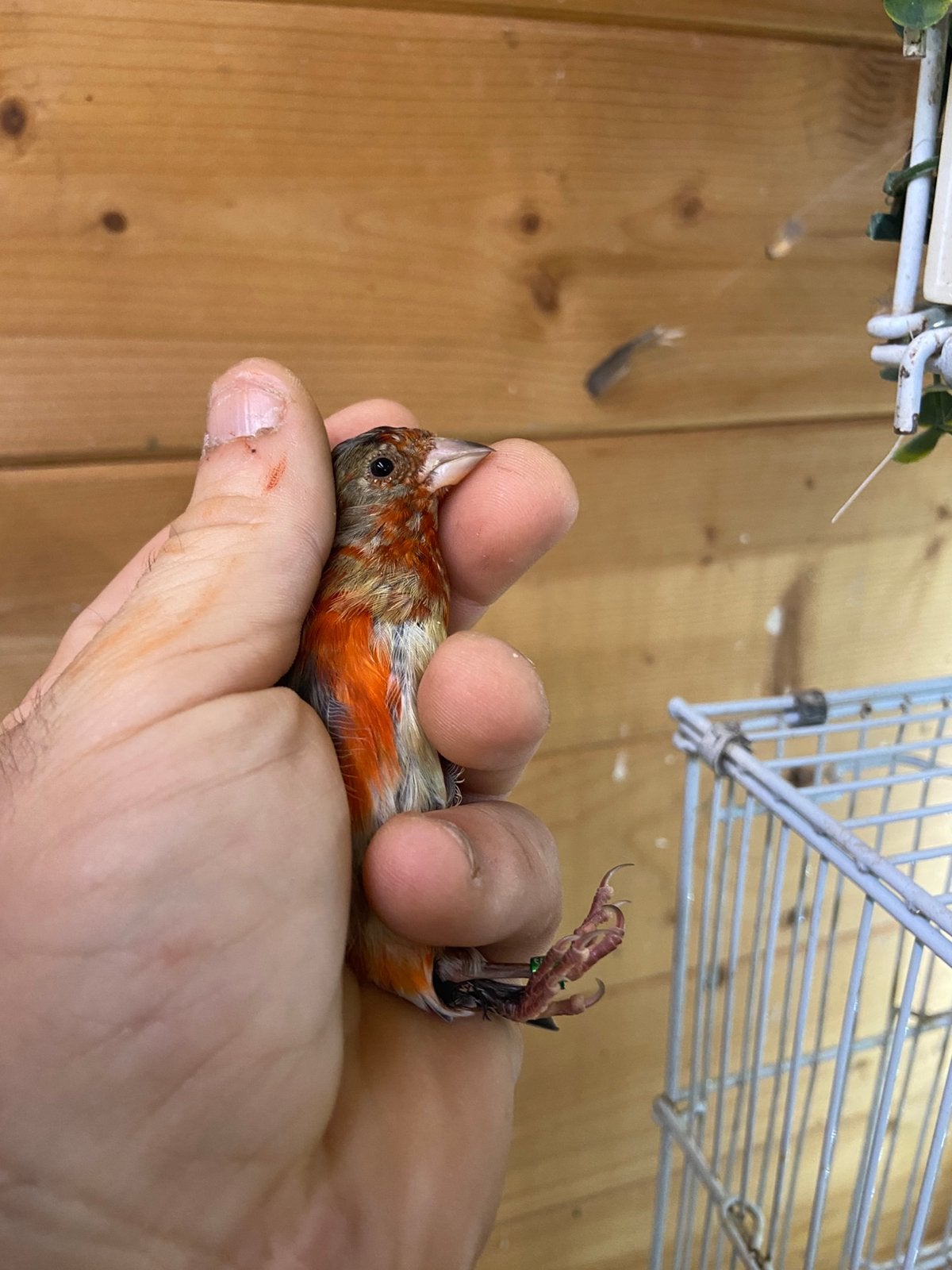 Kruisingen kapoetsensijs x kanarie man 2026, Dieren en Toebehoren, Mannelijk, Wildzangvogel, Geringd