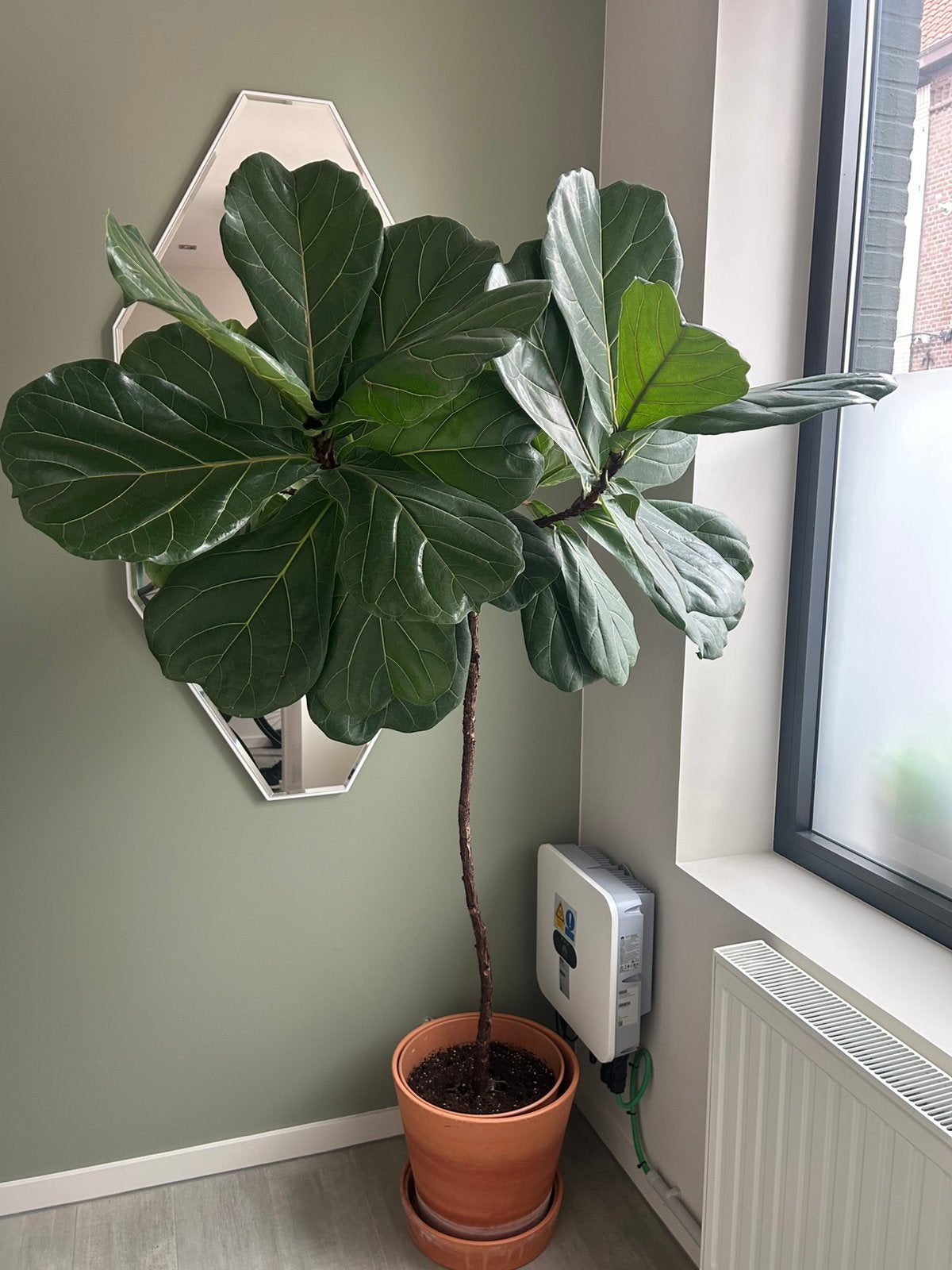 grote kamerplant ficus lyrata, Ophalen, Ficus