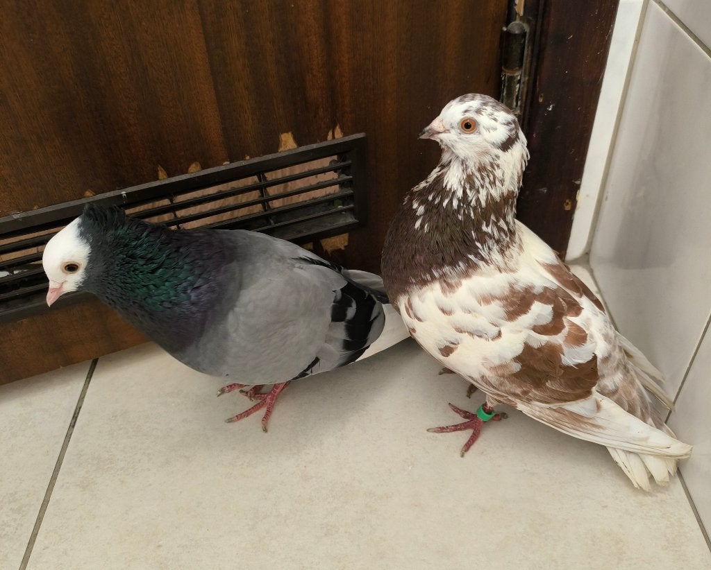 Mooi koppel: Spaanse Sevillano & Witpen Witkop Tuimelaar, Dieren en Toebehoren, Vogels | Duiven, Meerdere dieren, Tuimelaar of Roller