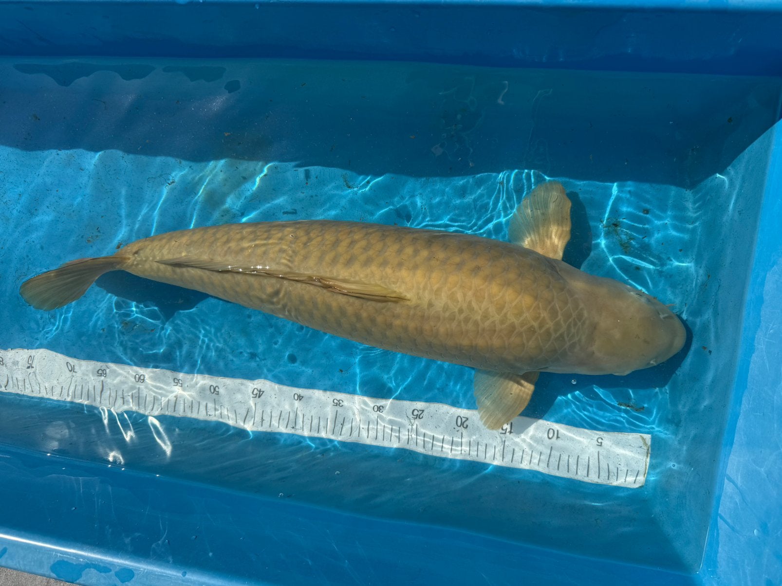 Japanse Chagoi Koi (Vrouwelijk, ca. 70 cm) - Sterke groei