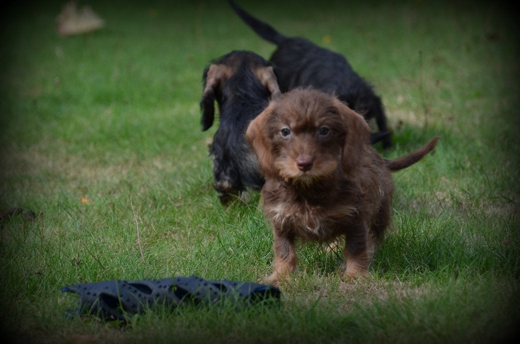 chiots teckel poil dur, Maladie de Carré (chiens), Poils durs, Plusieurs, Nain