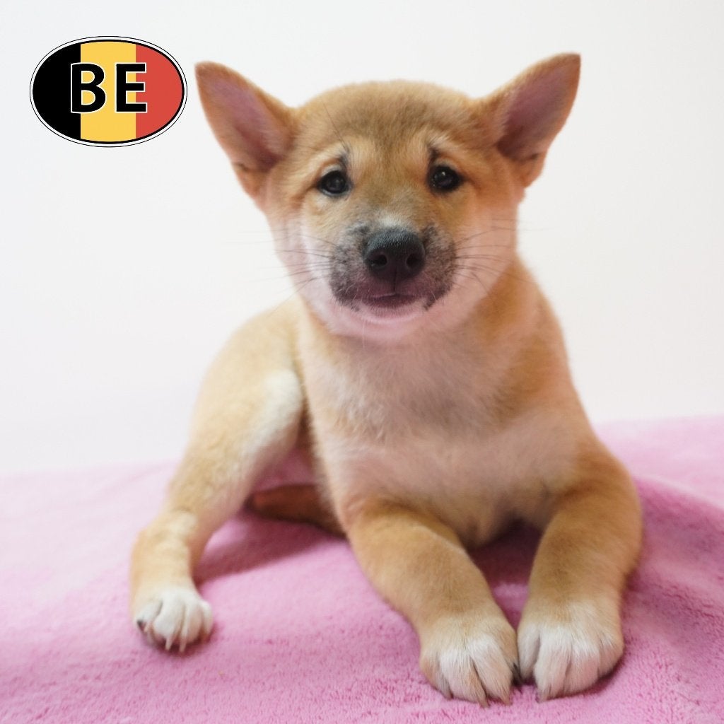 Kleine Shiba Inu-wondertjes te koop, Dieren en Toebehoren, België, CDV (hondenziekte), 8 tot 15 weken, Meerdere