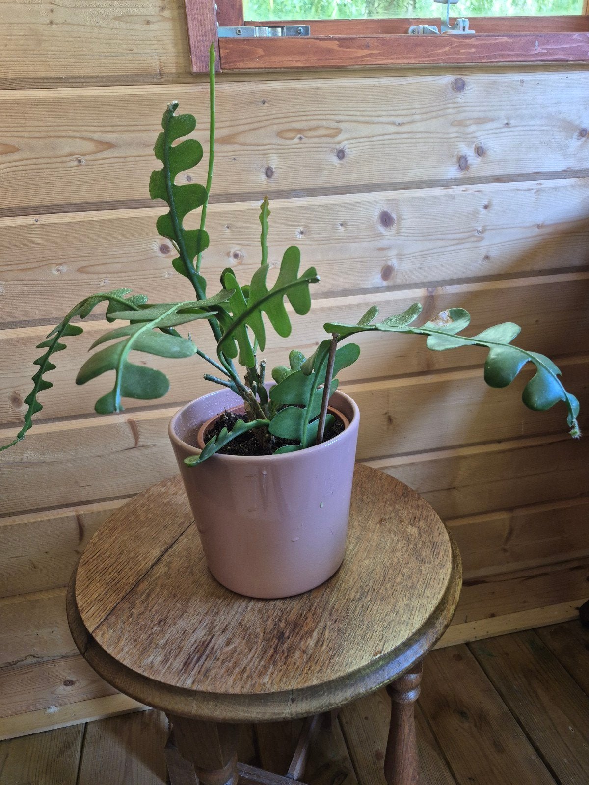 CACTUS SCIÉ, Maison & Meubles, Enlèvement