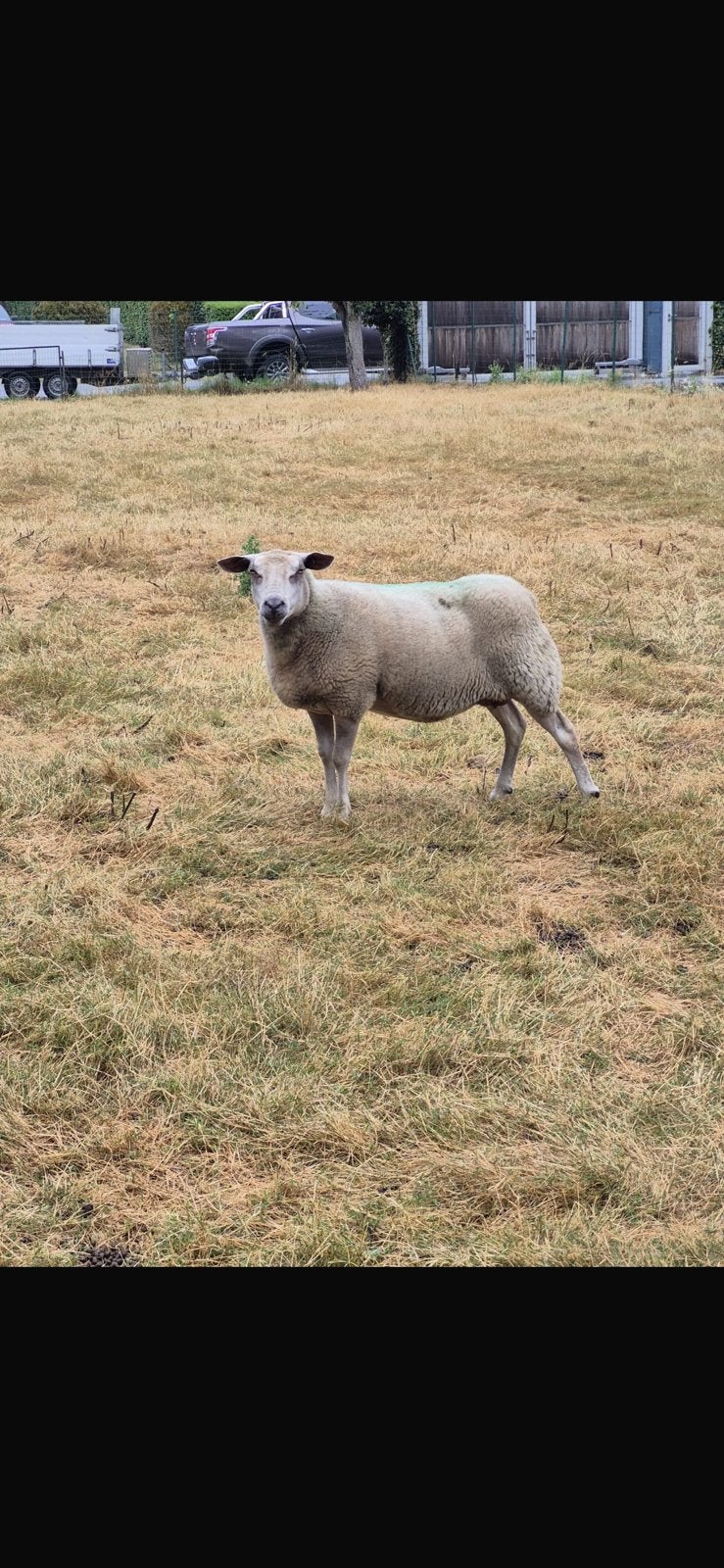 2 ooien schapen, Dieren en Toebehoren, Schapen, Geiten en Varkens, Schaap