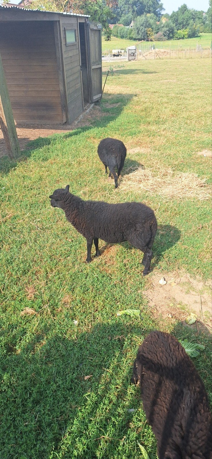 ouessant ooi en bokje, Dieren en Toebehoren, Schapen, Geiten en Varkens