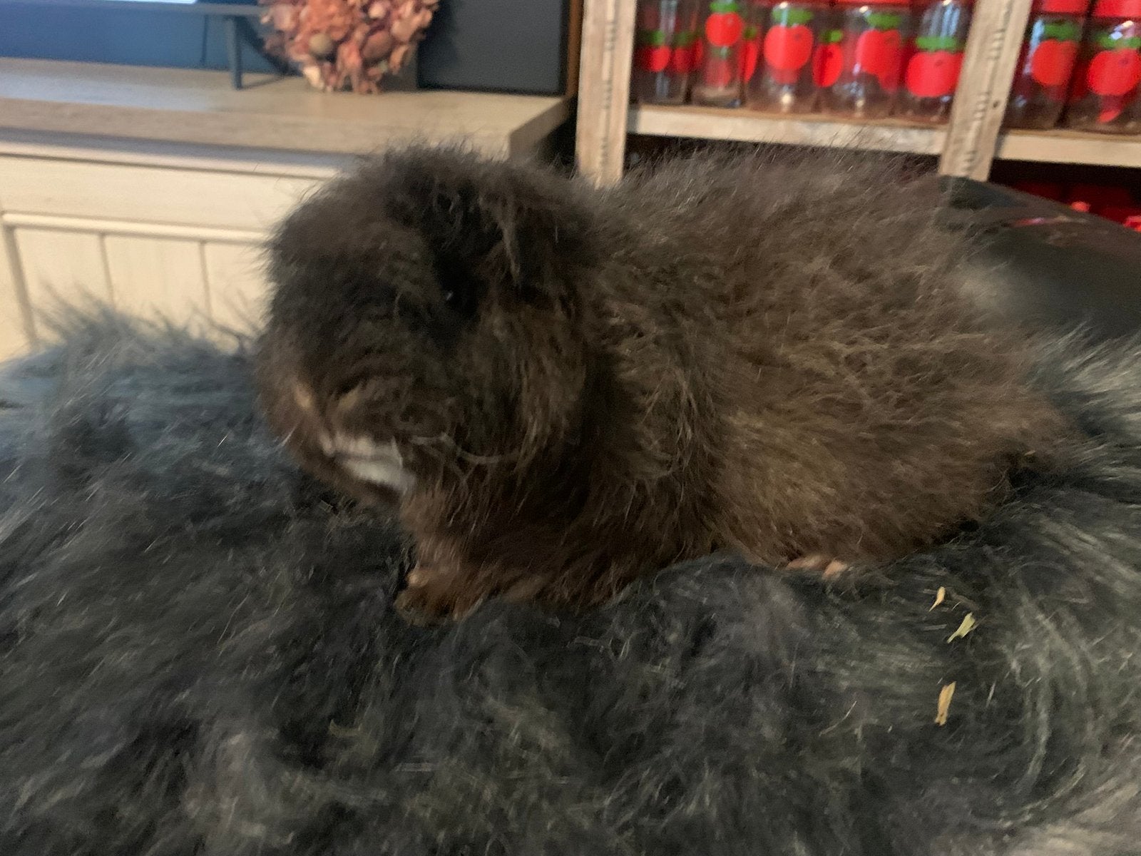 Leuke knappe CH teddy fokbeer 6 maand, Dieren en Toebehoren, Knaagdieren, Mannelijk, Tam, Maart, Cavia