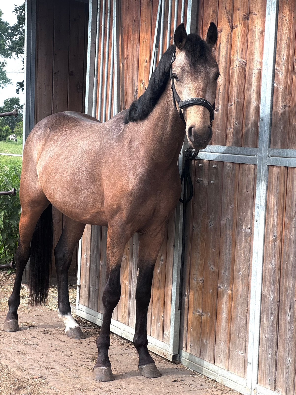 Prachtige lieve 2,5 jarige D pony, Dieren en Toebehoren, Pony's, Ruin, Onbeleerd, D pony (1.37m tot 1.48m), Dressuurpony, Gechipt
