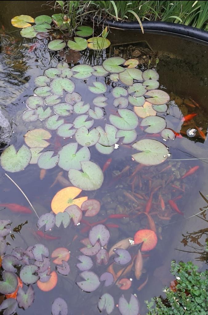 Recherché, pêche gratuite en étang, héron a tout mangé, Jardin & Terrasse, Étangs, Enlèvement