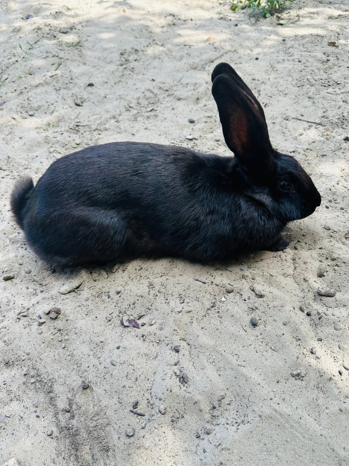 Vleeskonijn, voedster, Animaux & Accessoires, Lapins
