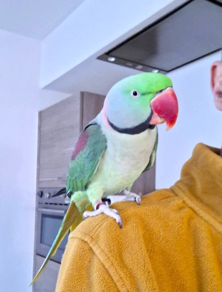 Alexander papegaai, Dieren en Toebehoren, Mannelijk, Papegaai, Pratend