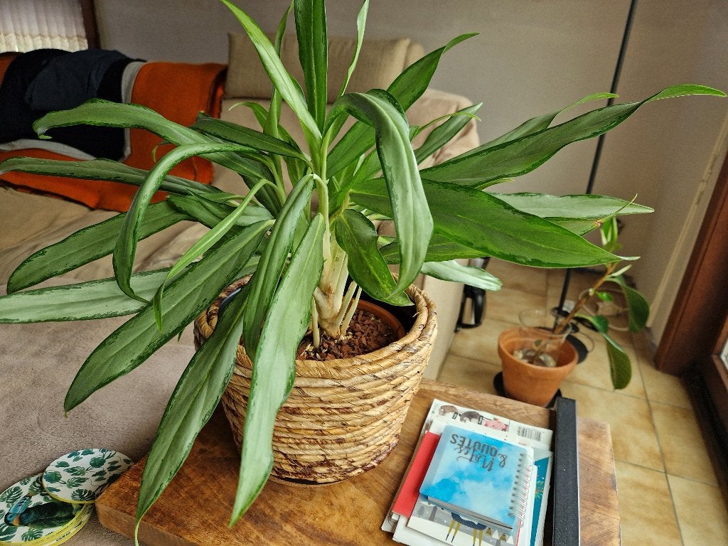 Aglaonema kamerplant, Ophalen