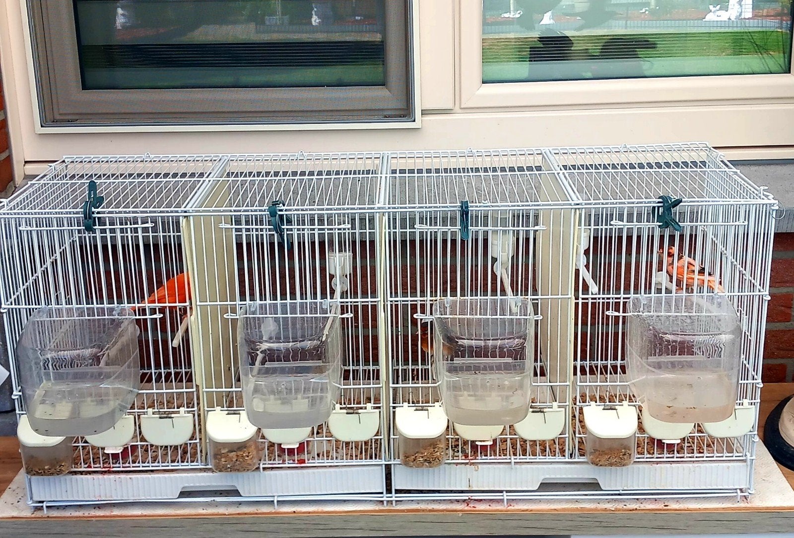4 kooien aan elkaar, Dieren en Toebehoren, Ophalen