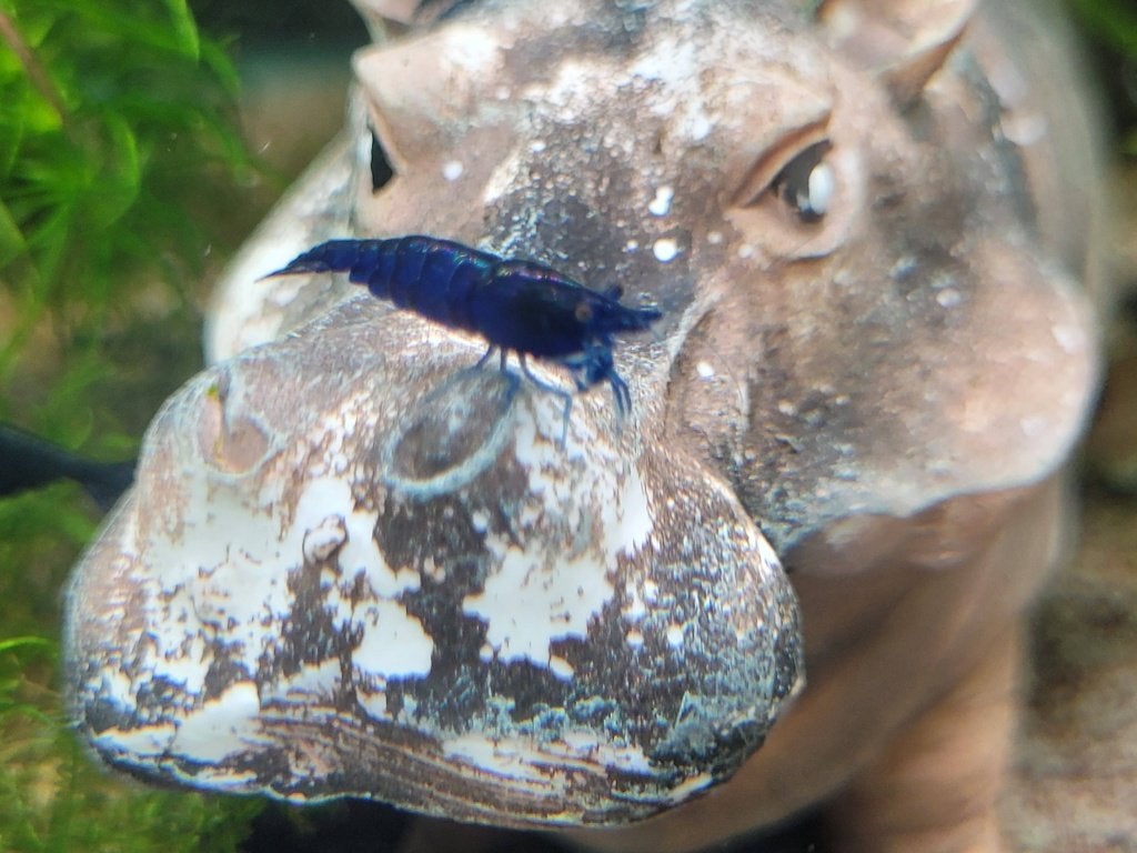Hobbyaquarium  Blue Sapphire high grade garnalen, Dieren en Toebehoren, Vissen | Aquariumvissen, Kreeft, Krab of Garnaal, Zoetwatervis