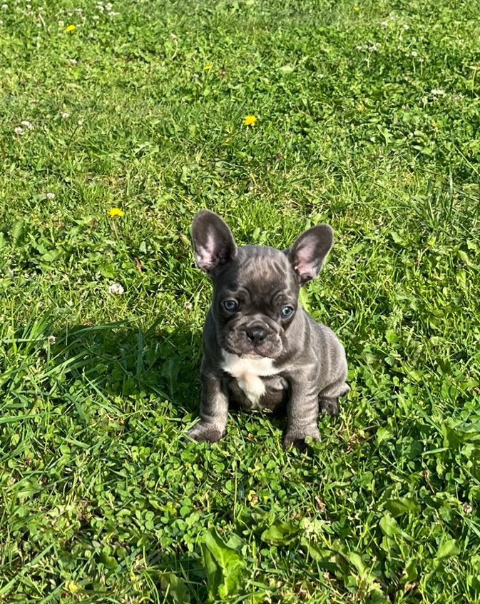 Franse Bulldog pups met liefde opgevoed, uit top bloedlijn, Dieren en Toebehoren, Honden | Bulldogs, Pinschers en Molossers, Parvo
