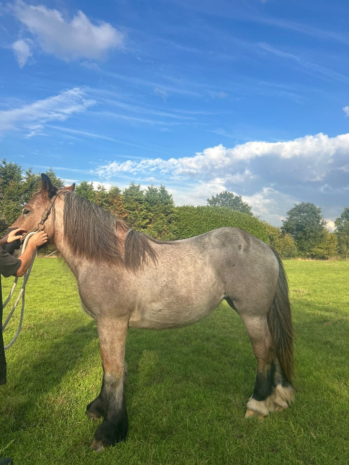 prachtige jonge merrie BELGISCH TREKPAARD, Merrie, Met stamboom, 0 tot 2 jaar, Tuigpaard