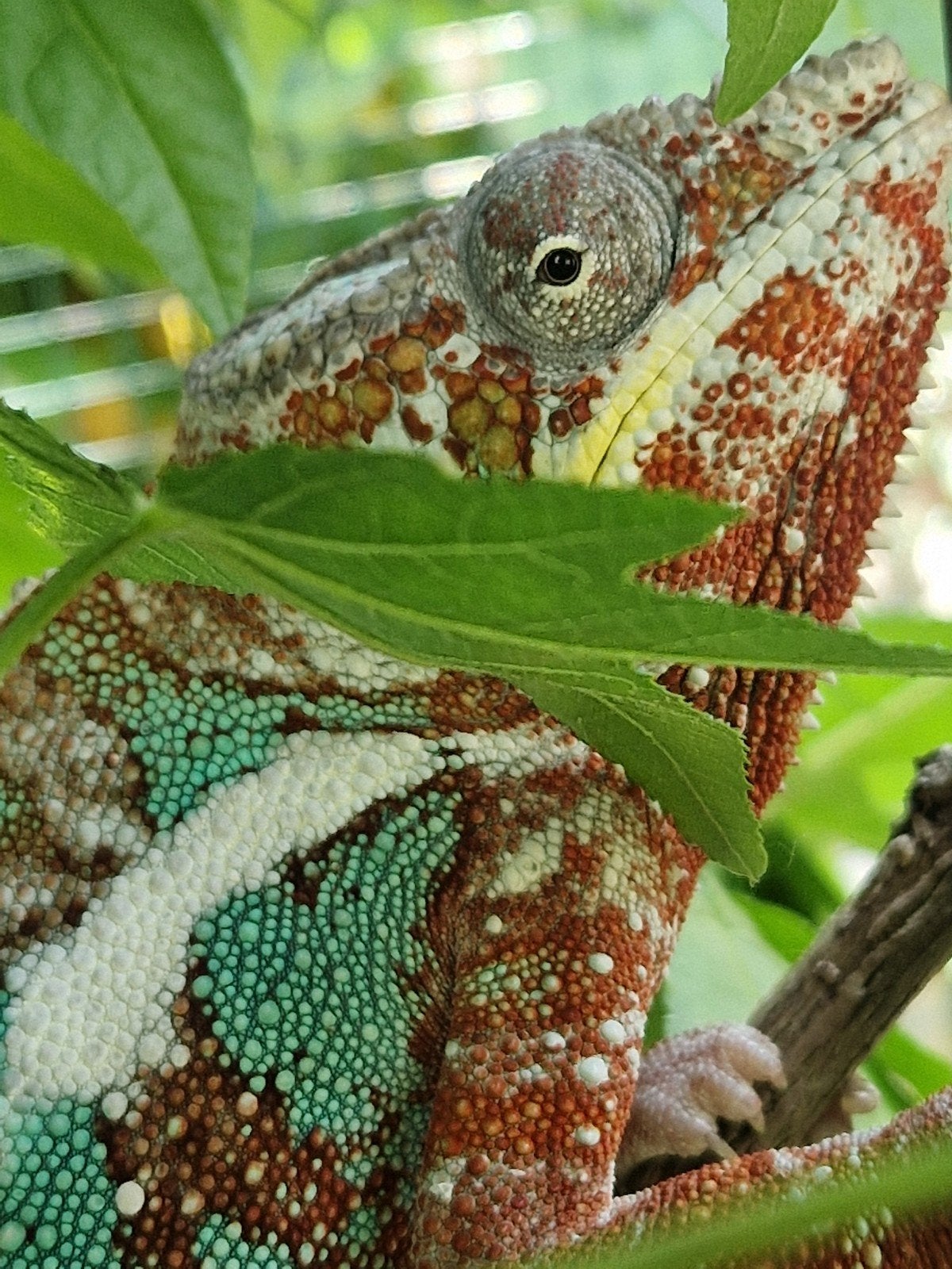 Kameleon, Animaux & Accessoires