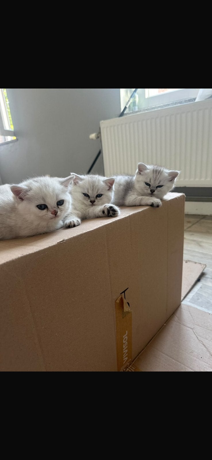 Chat/chattons britannique/ persian, Chatte ou Chat, Vacciné, 0 à 2 ans
