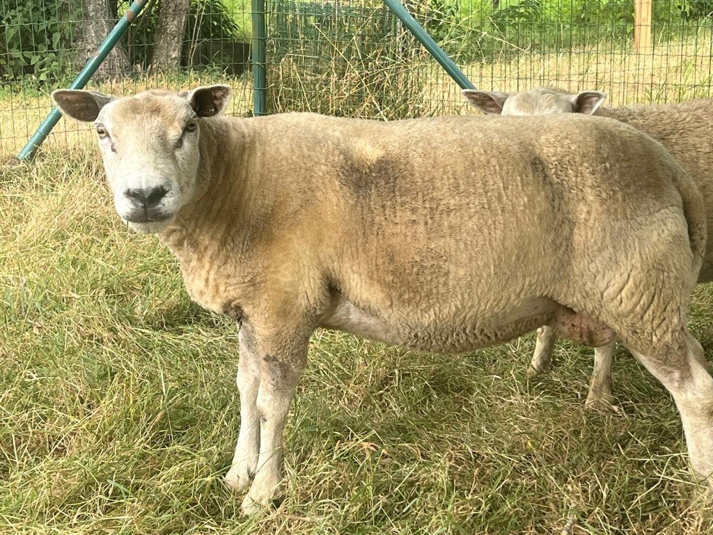 schapen te koop, Animaux & Accessoires, Moutons, Chèvres & Cochons, Plusieurs animaux, Mouton, 3 à 5 ans