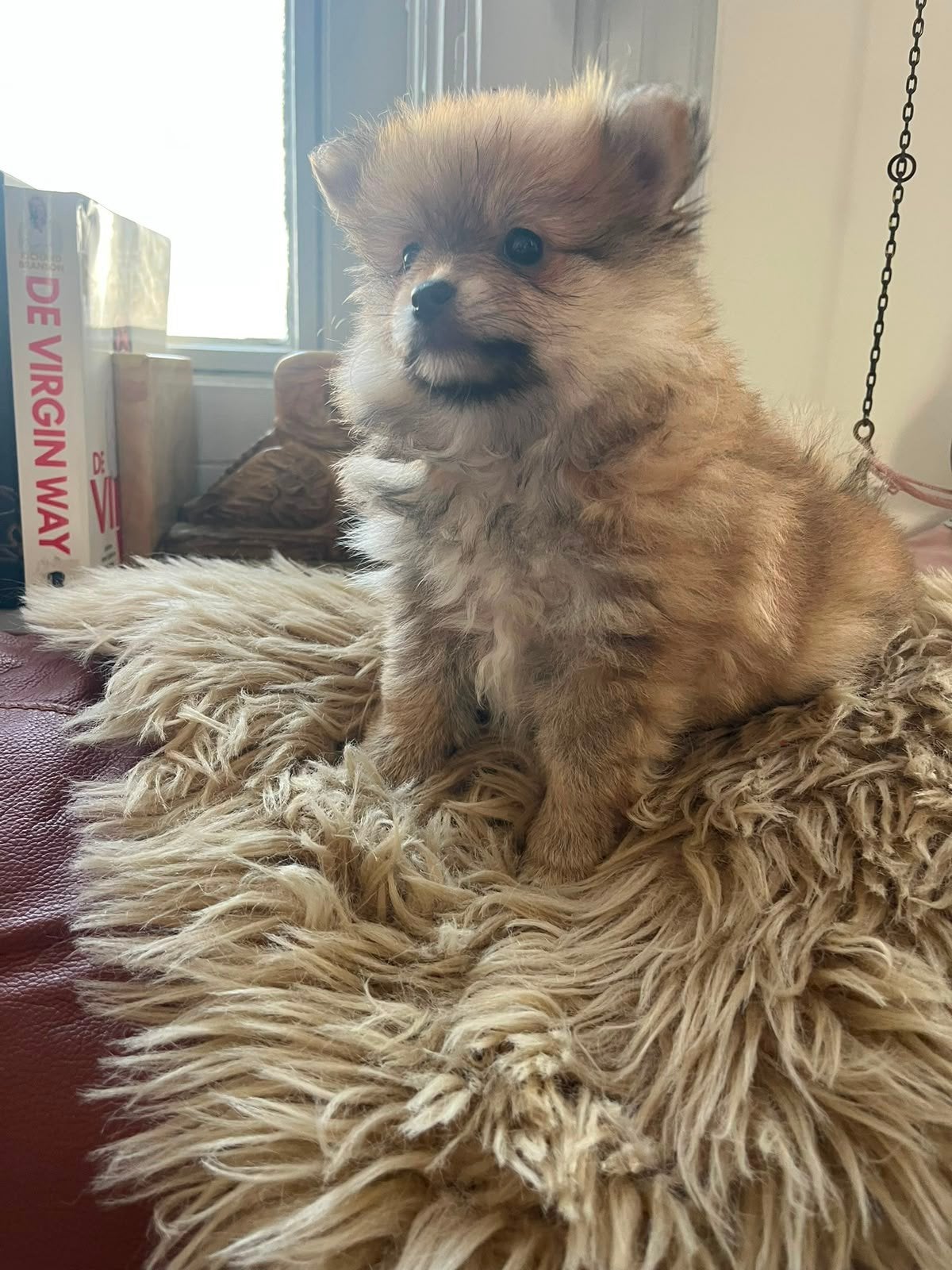 Mini Pomeriaanpups 1 reutje en 1 teefje, Animaux & Accessoires, Chiens | Chihuahuas & Chiens de compagnie, Chien (mâle), Bichon maltais
