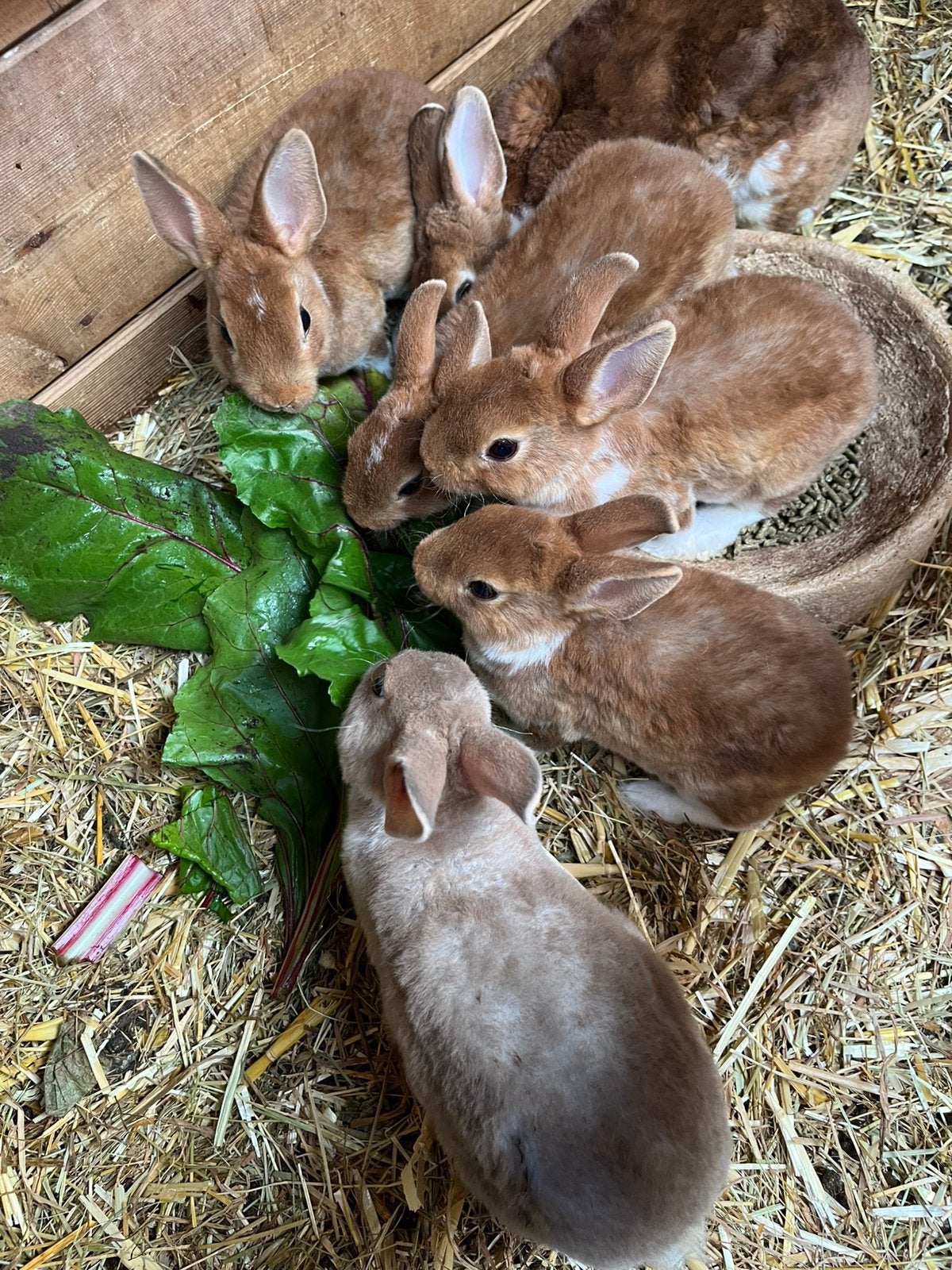 Jonge mini rex dwergkonijntjes, Dieren en Toebehoren, Konijnen