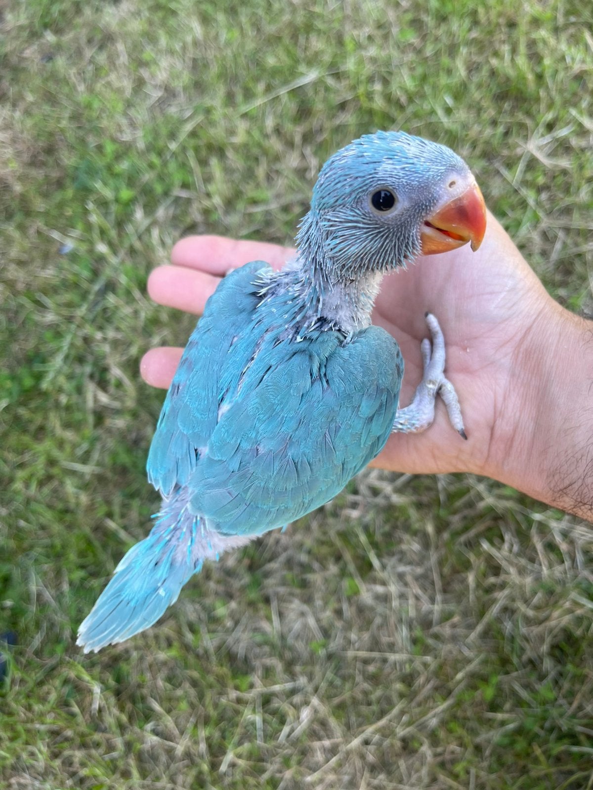 Halsbandparkieten te koop, Meerdere dieren, Parkiet, Pratend