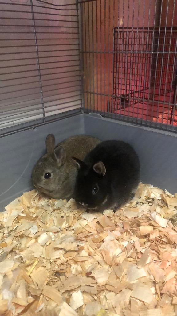 Mini dwergkonijntjes, Dieren en Toebehoren, Maart, Meerdere dieren, Overige typen, Tam
