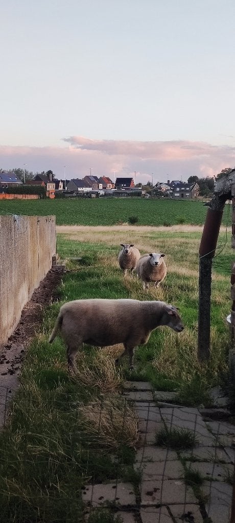 Moutons, Animaux & Accessoires, Moutons, Chèvres & Cochons, Femelle, Mouton, 3 à 5 ans