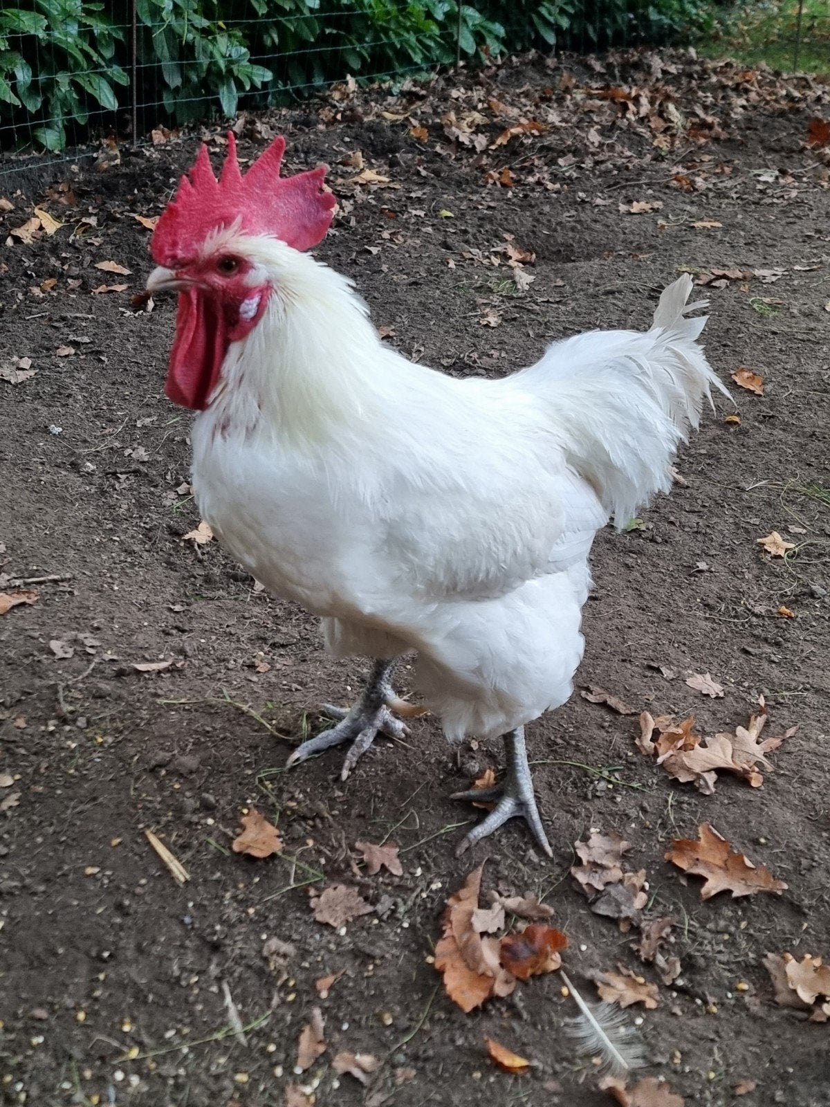 Poule de Bresse haan met twee hennen en twee bruine legkippe, Dieren en Toebehoren, Meerdere dieren, Kip