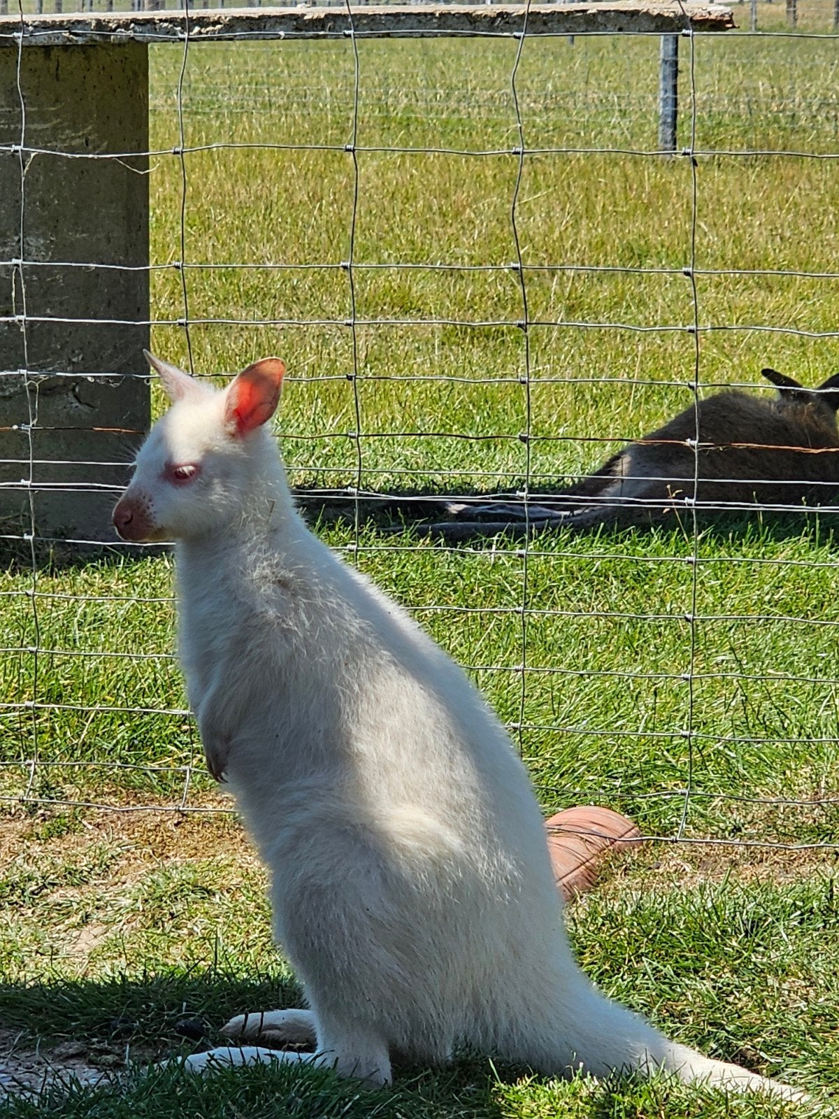 Wallabie, Animaux & Accessoires, Animaux Autre, Plusieurs animaux, Avril