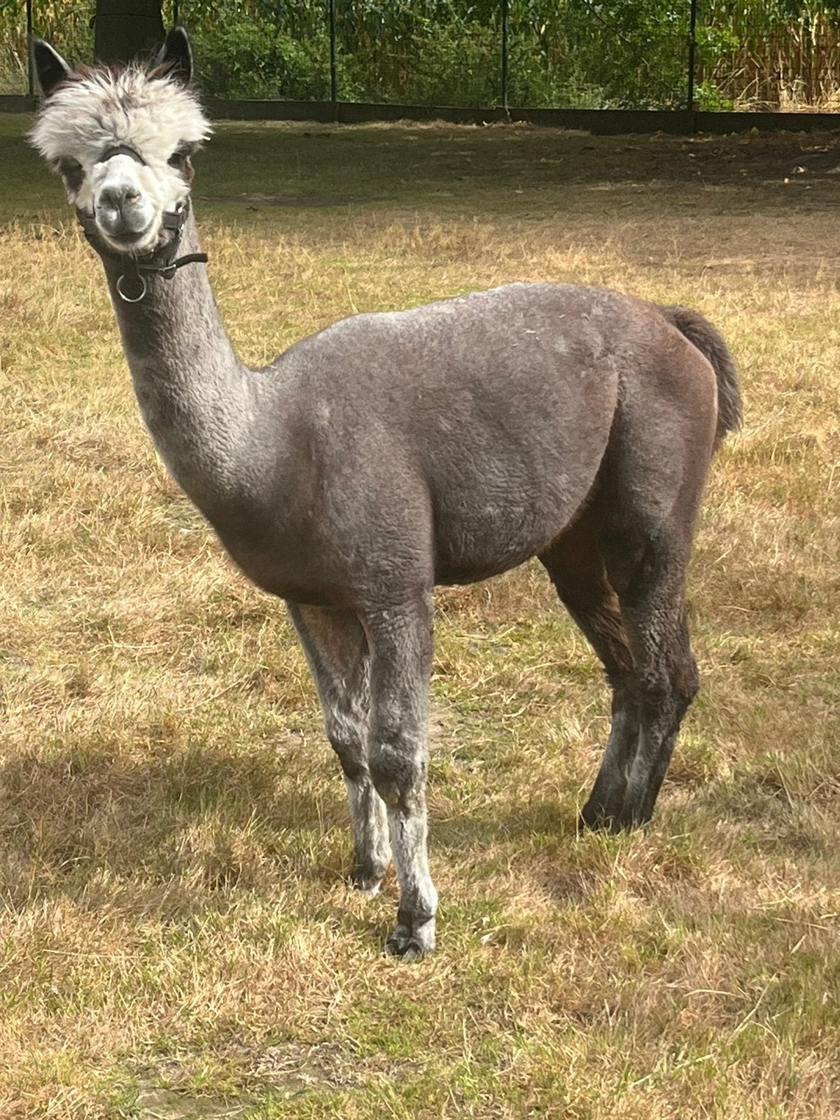 Alpaca hengst, Dieren en Toebehoren, Overige Dieren, Maart