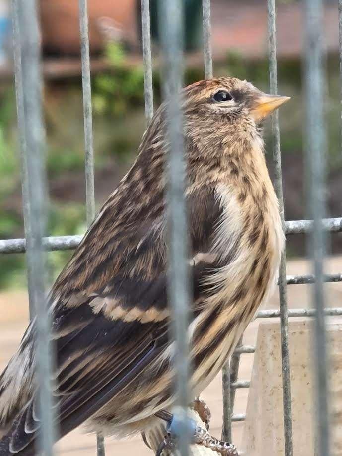 Noordse barmsijs, Dieren en Toebehoren, Vogels | Overige Vogels, Meerdere dieren, Wildzangvogel, Geringd