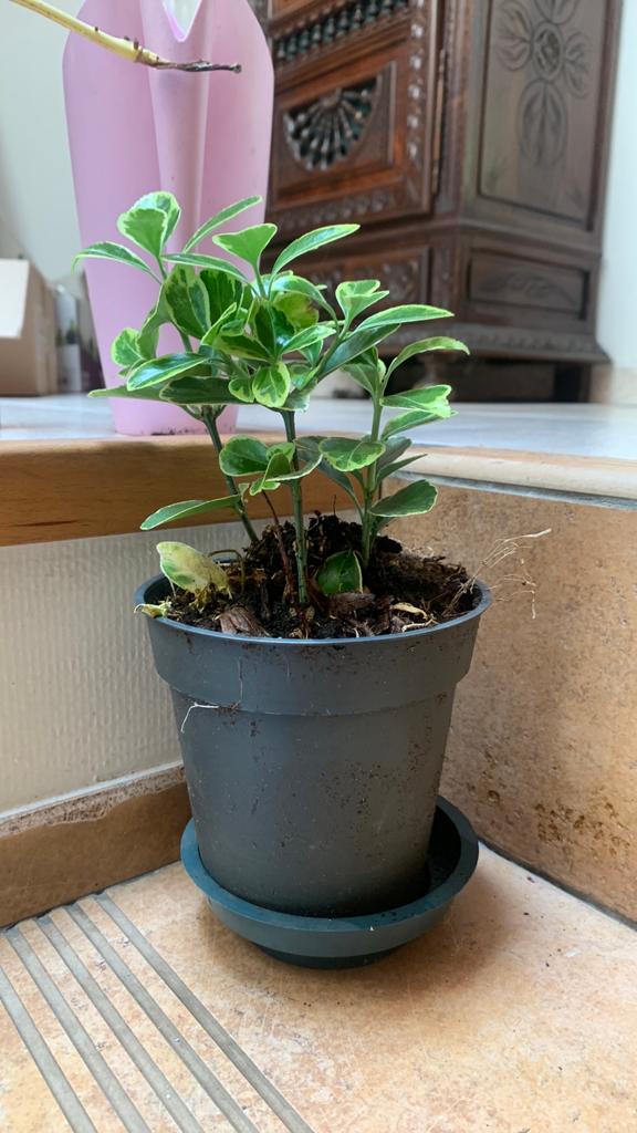 Euonymus japonicus 'Kathy', de Japanse kardinaalsmuts, Huis en Inrichting, Ophalen