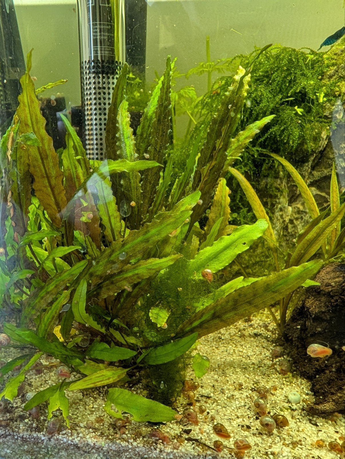 Aquariumplanten