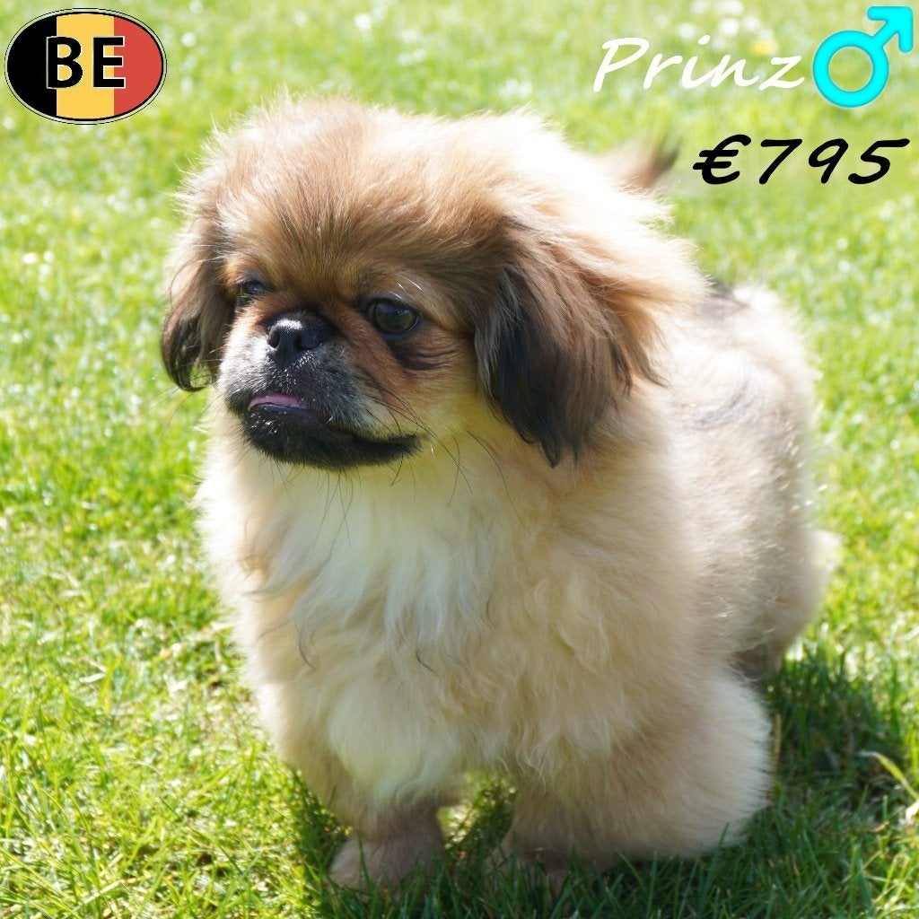 Prinz, mâle pékinois - cherche un doux foyer, Animaux & Accessoires, Chiens | Chihuahuas & Chiens de compagnie, 15 semaines à 1 an