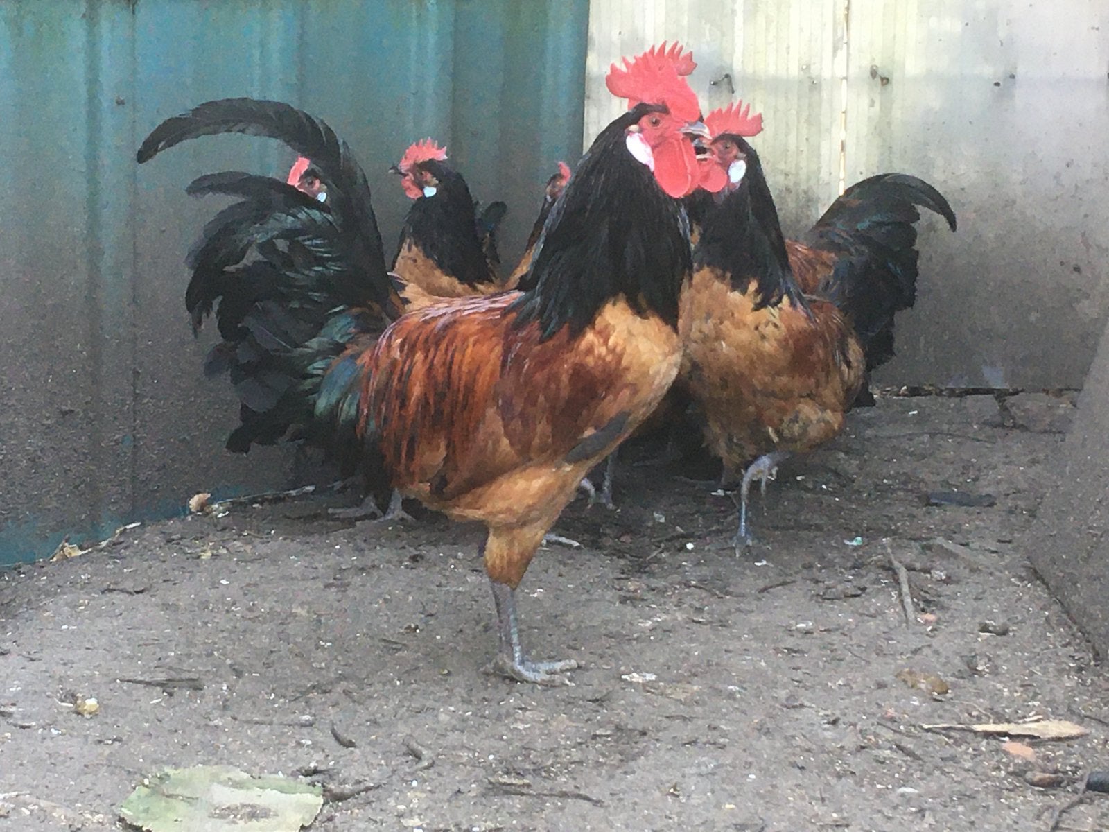 Vorwerk, Dieren en Toebehoren, Pluimvee