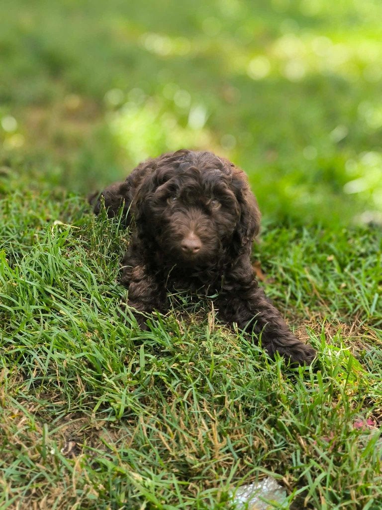chiot labradoodle à la recherche d'un panier doré!, Chien (mâle), Maladie de Carré (chiens), Belgique, Taille moyenne