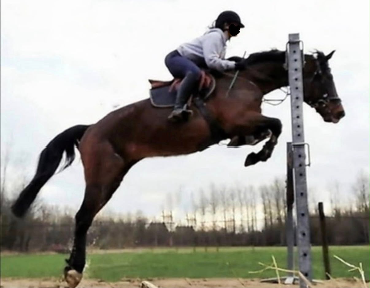 Springpaard - Bella Donna, Dieren en Toebehoren, Merrie, Met stamboom, Springpaard, 170 tot 175 cm