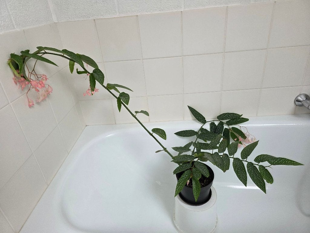 Stippenbegonia - Begonia maculata (kamerplant), Enlèvement, En pot