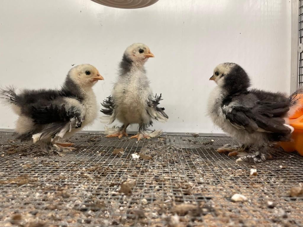 Kuikens en broedeieren Cochin kippen uit TT-lijn, Dieren en Toebehoren, Pluimvee, Geslacht onbekend, Kip