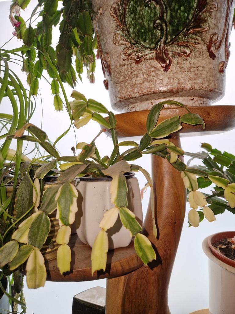 Variegated kerstcactus, Ophalen